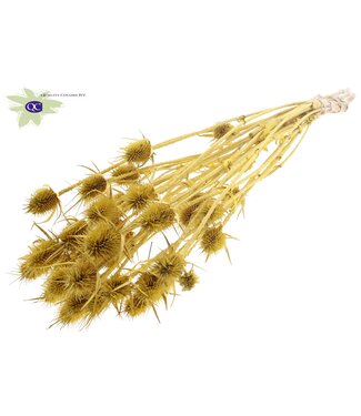 QC Yellow metallic-coloured dried thistles | Cardi Stella dried flowers | Length 55 centimetres | 10 per bunch | Per 6 bunches