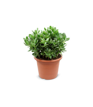 ME Crassula Ovata | Per 2 pieces