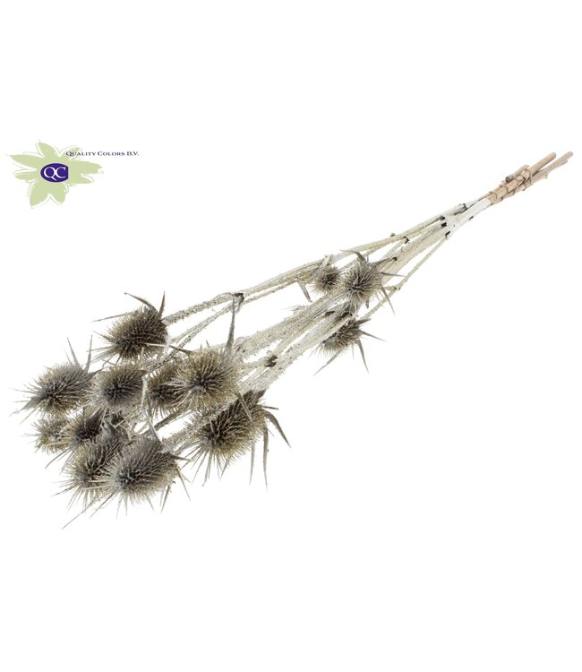 Platinum-coloured natural dried thistles with glitter | Cardi Stella dried flowers | Length 70 centimetres | 5 pieces per bunch | Order per 15 bunches