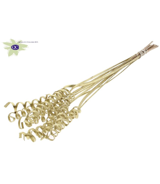 Cane spring on stem Gold ( x 50 )