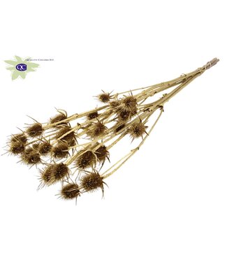 QC Gold coloured natural dried thistles | Cardi Stella dried flowers | Length 70 centimetres | 5 pieces per bunch | Per 6 bunches