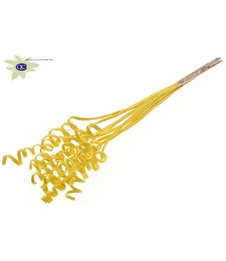 QC Cane Spring on stem Covered Yellow | Per 50 stuks