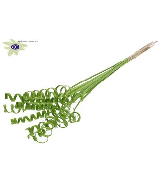 QC Cane Spring on stem Covered Light Green | Per 50 stuks