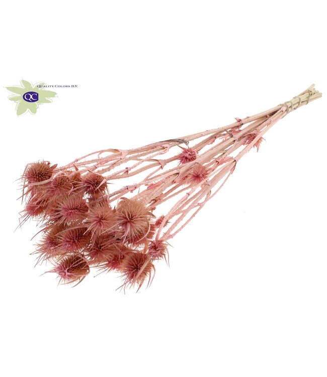 Pearl pink dried thistles | Cardi Stella dried flowers | Length 55 centimetres | 10 per bunch | Order per 6 bunches