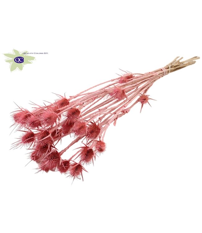 Mat pink natural dried thistles | Cardi Stella dried flowers | Length 55 centimetres | 10 pieces per bunch | Order per 15 bunches