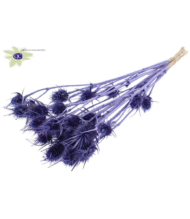 Purple metallic coloured dried thistles | Cardi Stella dried flowers | Length 55 centimetres | 10 per bunch | Order per 6 bunches