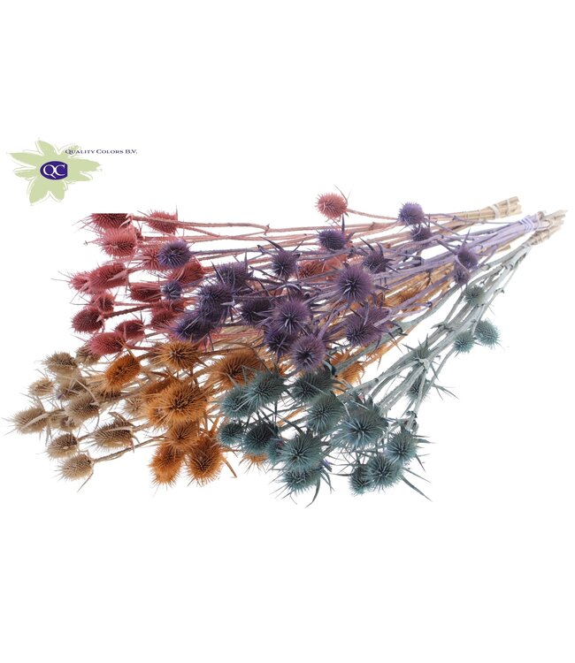 Matt mixed colour natural dried thistles | Cardi Stella dried flowers | Length 70 centimetres | 5 pieces per bunch | Order per 6 bunches