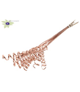 QC Cane Spring on stem Copper ( x 50 )