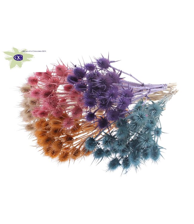 Matt mixed colour natural dried thistles | Cardi Stella dried flowers | Length 55 centimetres | 10 pieces per bunch | Order per 6 bunches