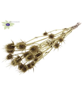 QC Gold coloured natural dried thistles with glitter | Cardi Stella dried flowers | Length 70 centimetres | 5 pieces per bunch | Per 6 bunches