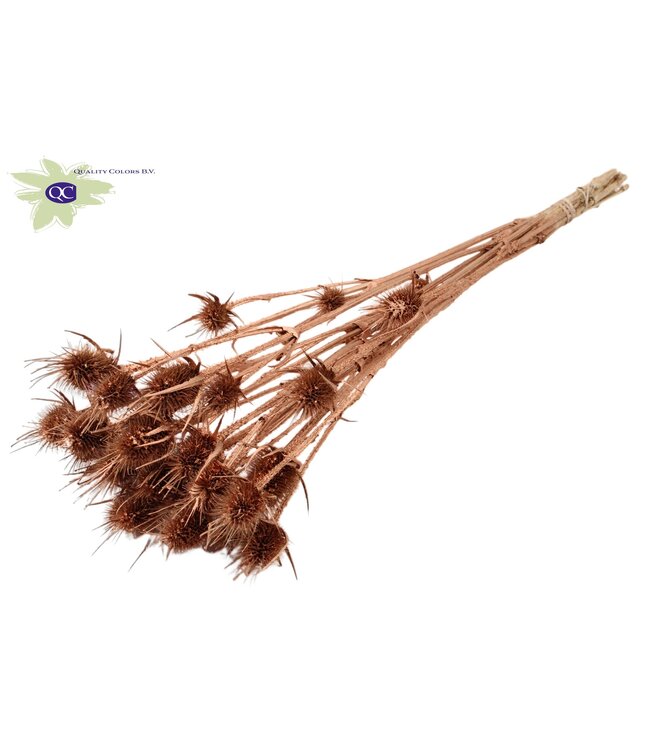 Copper coloured natural dried thistles | Cardi Stella dried flowers | Length 55 centimetres | 10 pieces per bunch | Order per 6 bunches