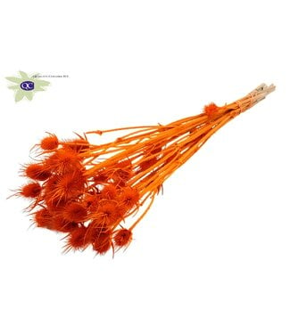 QC Orange bleached dried thistles | Cardi Stella dried flowers | Length 55 centimetres | 10 per bunch | Per 15 bunches