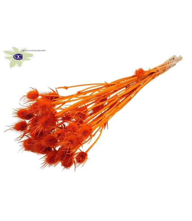 Orange bleached dried thistles | Cardi Stella dried flowers | Length 55 centimetres | 10 per bunch | Order per 15 bunches