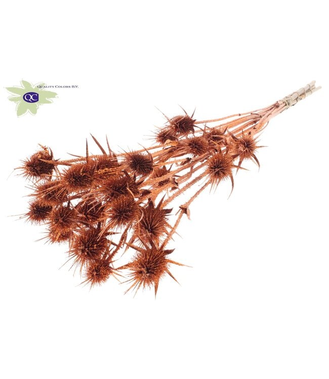 Copper coloured natural dried thistles with glitter | Cardi Stella dried flowers | Length 70 centimetres | 5 pieces per bunch | Order per 6 bunches