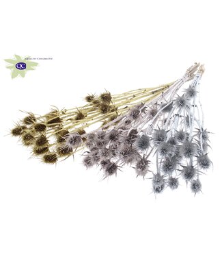 QC Mixed wedding colours natural dried thistles | Cardi Stella dried flowers | Length 55 centimetres | 10 pieces per bunch | Per 6 bunches