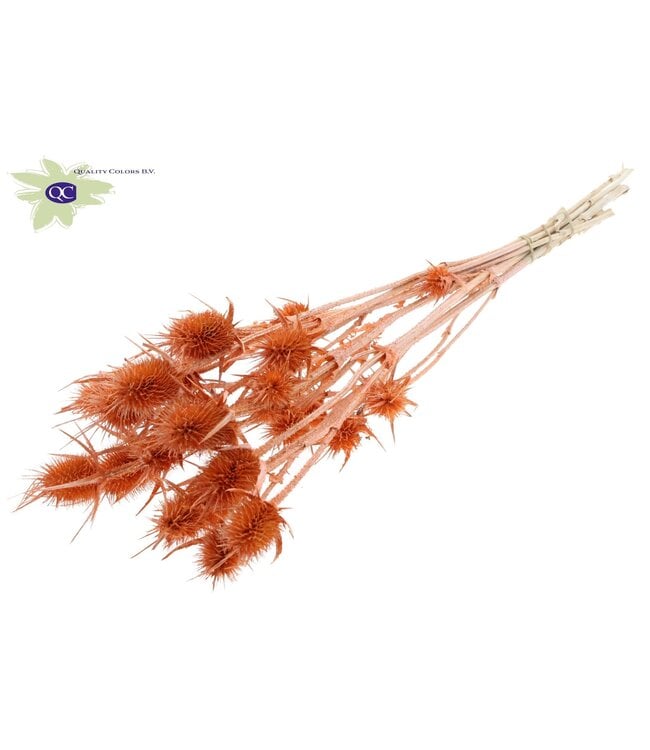 Pearl orange dried thistles | Cardi Stella dried flowers | Length 55 centimetres | 10 per bunch | Order per 6 bunches