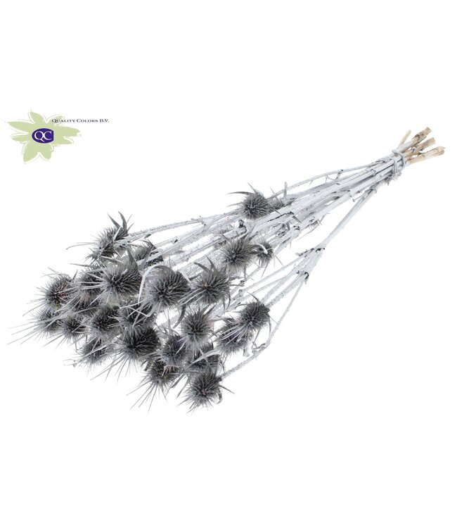 Silver coloured natural dried thistles | Cardi Stella dried flowers | Length 55 centimetres | 10 pieces per bunch | Order per 6 bunches