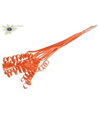 QC Cane Spring on stem Covered Orange | Per 50 stuks