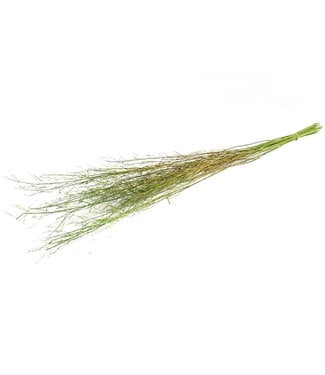 4A Droogbloem Mustard grass 90cm ( x 1 )