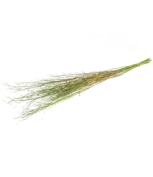 Droogbloem Mustard grass 90cm ( x 1 )