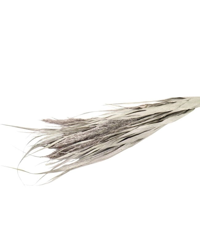 Droogbloem Ornamental grass 70cm ( x 1 )