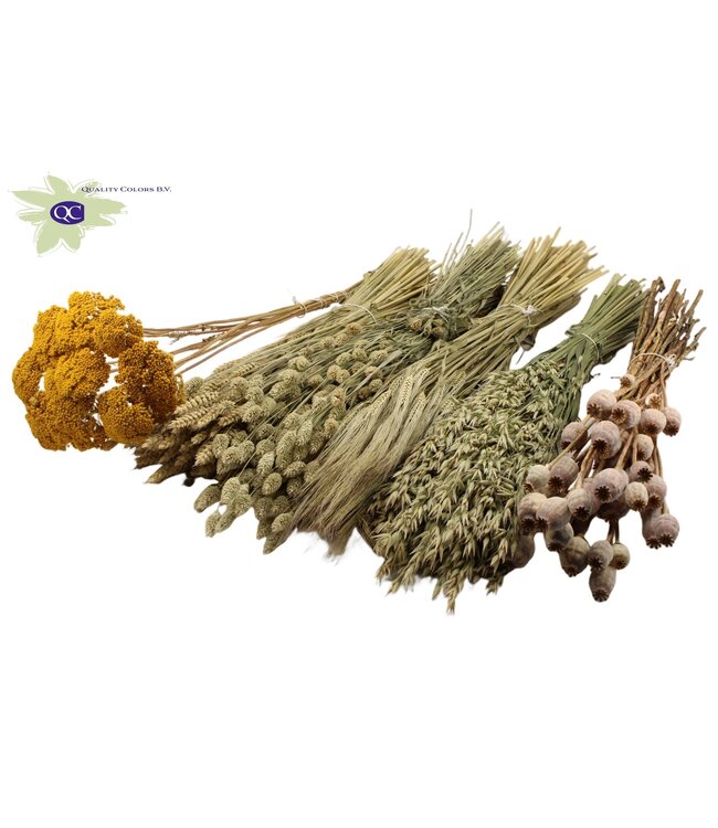 Dutch dried Flowers mix 6 bunch various products Natural | Per stuk te bestellen