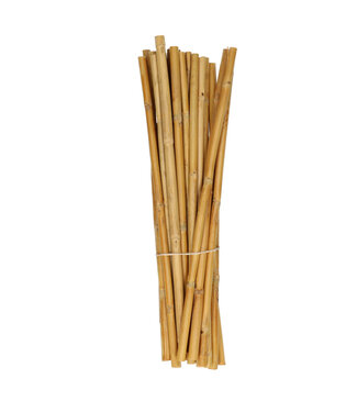 4A droogdeco Canna 40 centimeter x25  | Per stuk