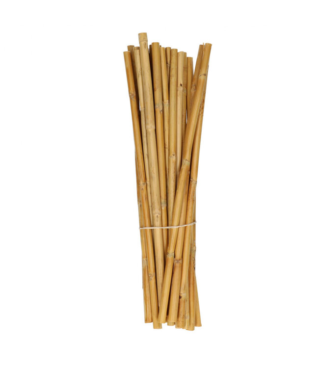 Droogdeco Canna 40cm x25 | Per stuk te bestellen