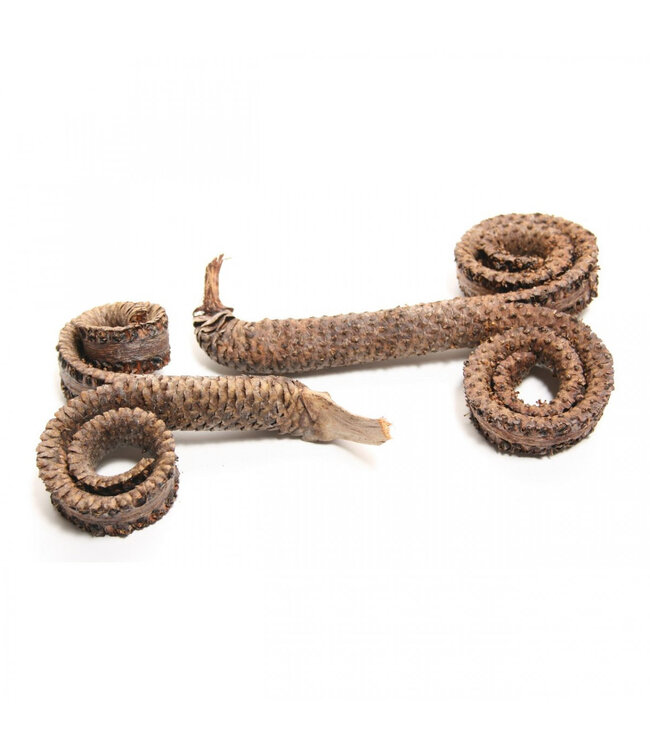 Brown natural dried palm special dry deco | Length 12 centimetres | Available to order per 10 pieces
