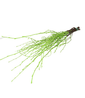 4A Apple green dried birch branches | Length 70 centimetres | 10 branches per bunch | Per bunch