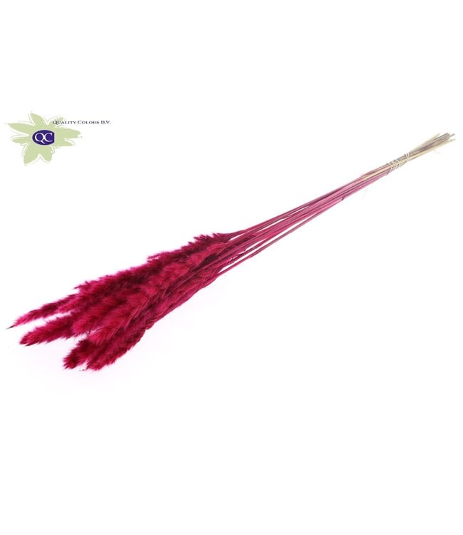 Fluffy Pampas L80 10 st/bunch Cerise | Per 10 stuks te bestellen