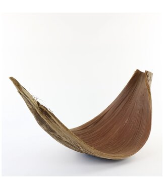 4A Natural brown dried large coconut leaf Galara dry deco | Length 60 centimetres | Per piece