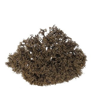 QC Iron Bush 30-35cm p/pc Natural | Per 2 stuks