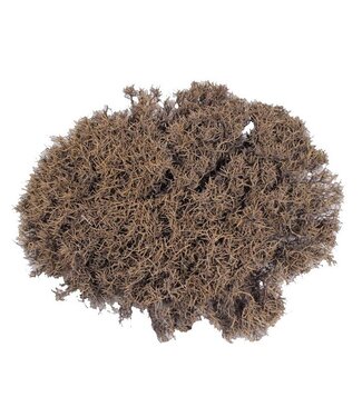 QC Iron Bush 40-50 centimeter p/pc Natural | Per 2 stuks