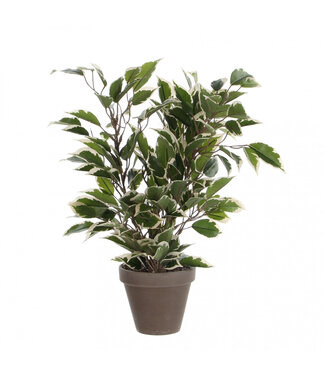 4A Grüne und weiße Ficus Natacha Kunstpflanze im Topf | Größe 11 x 30 x 40 Zentimeter | Pro 6 Stück