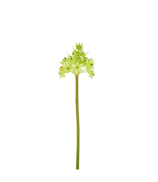 4A Kunstbloemen Ornithogalum 81cm | Per 6 stuks