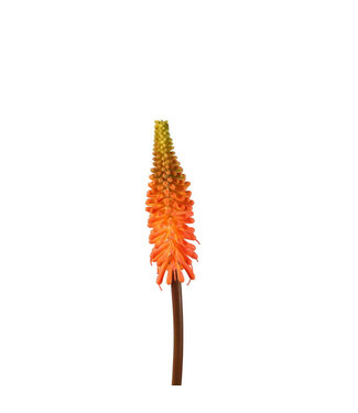 4A Orange Kniphofia Kunstblumen | Länge 69 Zentimeter | Pro 6 Stück