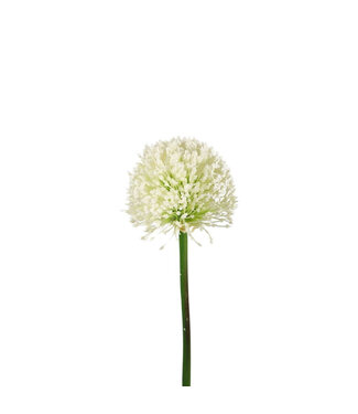 4A Fleurs artificielles Allium de couleur crème | Longueur 62 centimètres | Par 6 pièces