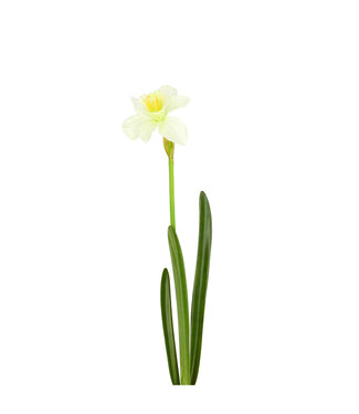 4A Kunstbloemen Narcis 57cm | Per 4 stuks