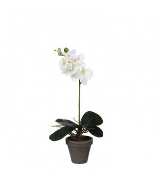4A Weiße Phalaenopsis Kunstpflanze im Topf | Größe 11 x 13 x 48 Zentimeter | Pro 6 Stück