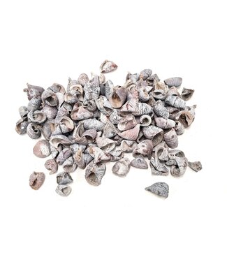 QC Lansunia petal | Gewicht 500 gram r in poly Frosted White | Per 4 stuks