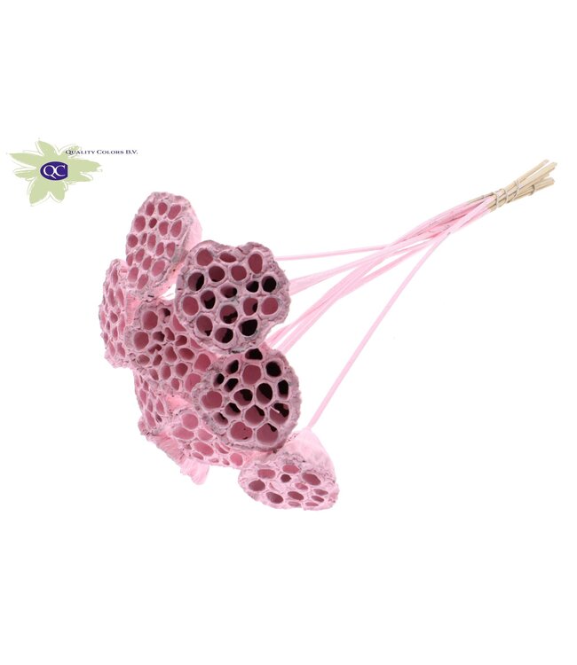 Lotus 5-7cm on stem Covered Light Pink ( x 50 )