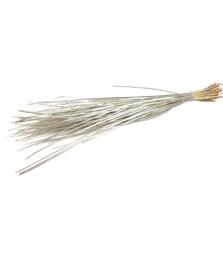 QC Platinfarbene getrocknete Palmblattadern | Palm Ting Ting Trockenblumen | Länge 70 Zentimeter | Pro 125 Stück