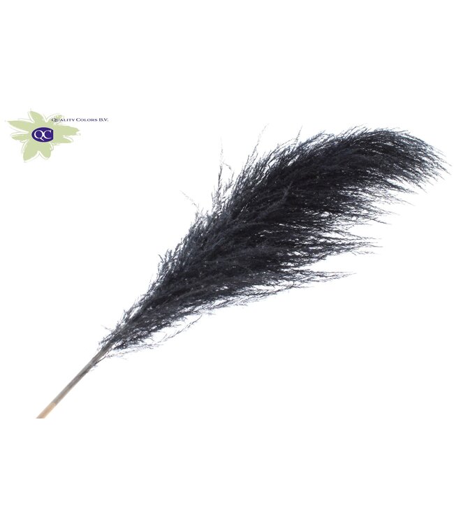 Pampas Grass ± 175cm p/pc in poly Black ( x 10 )