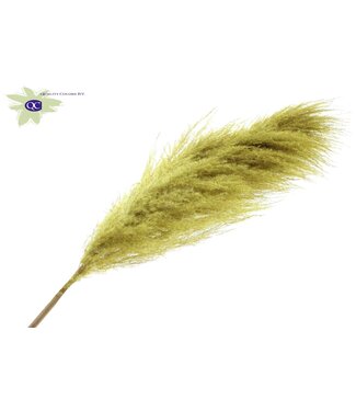 QC Pampas Grass ± 175cm p/pc in poly Yellow | Per 10 stuks