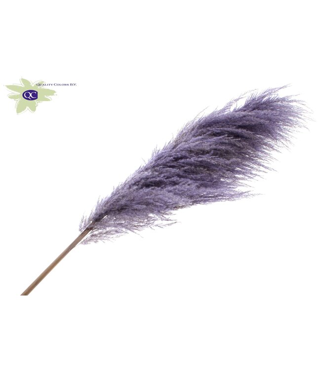 Pampas Grass ± 175cm p/pc in poly Milka ( x 10 )