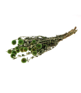 4A Dunkelgrüne konservierte Kugeldisteln | Echinops Trockenblumen | Länge 60 Zentimeter | Pro Stück