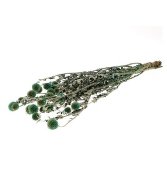 4A Chardons boules préservés verts | Fleurs séchées Echinops | Longueur 60 centimètres | Par pièce