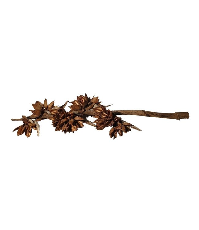 Sororoca whole stems 125cm &gt;4 heads Natural | Per stuk te bestellen