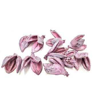 QC Sororoca penca flower 10pcs in poly Frosted Pink ( x 4 )